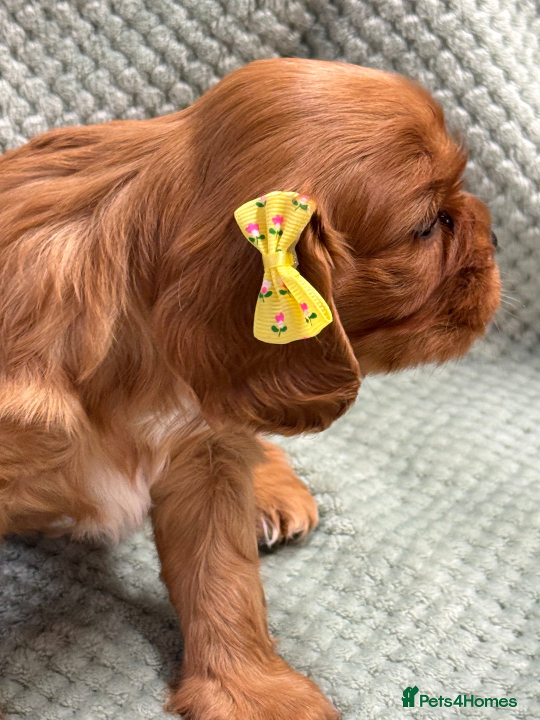 Cavalier King Charles Spaniel dogs for sale: Cavalier King Charles pups  - Advert 5