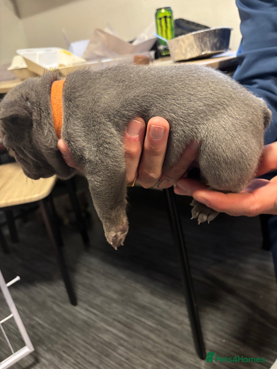 French Bulldog dogs for sale: Male French bulldog puppies  - Advert 5