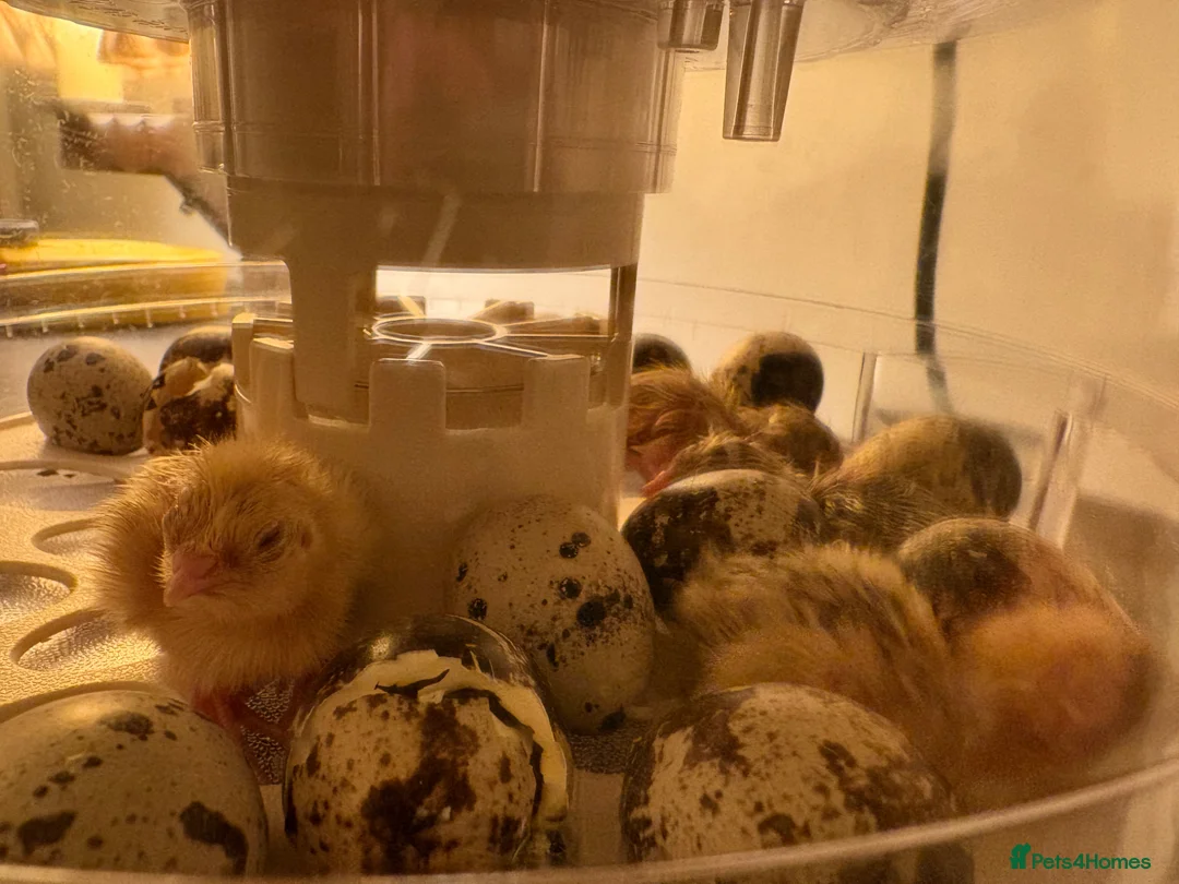 Quail poultry for sale: Coturnix Quail | Hatching Eggs, Day Olds & Older - Advert 4