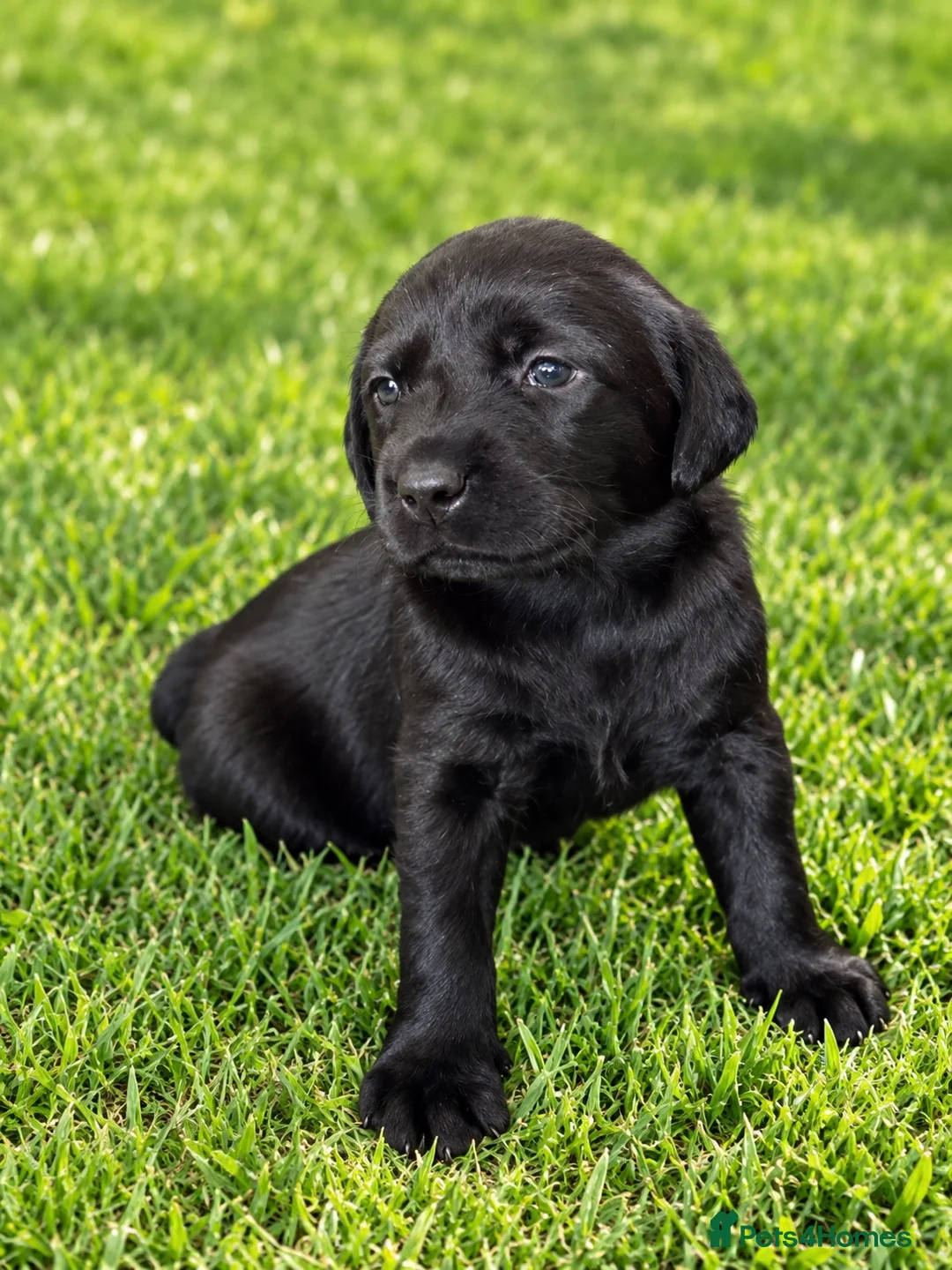 Labrador Retriever dogs for sale: Stunning Working Labrador Puppies - Advert 8