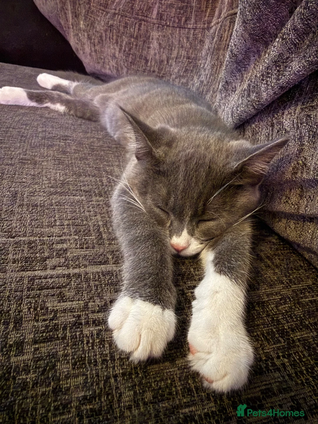 Mixed Breed cats for sale: Sweet kitten - Advert 5