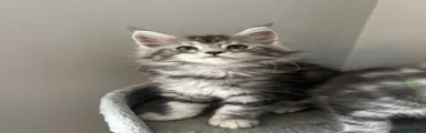 Black Silver Tabby 