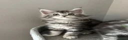 Maine Coon cats for sale: AMAZING TICA MAINE COON KITTENS  - Advert 16