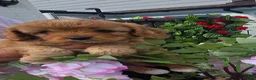 Cavapoo dogs for sale: Teddy bear F1 cavapoo  - Advert 1