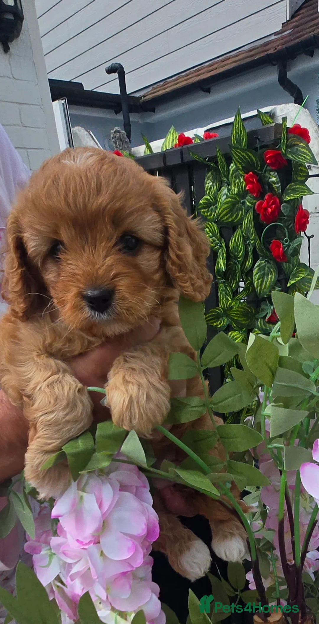 Cavapoo dogs for sale: Teddy bear F1 cavapoo  - Advert 1
