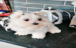 Maltese dogs for sale:  koreja meltis in Rotherham - Image 8