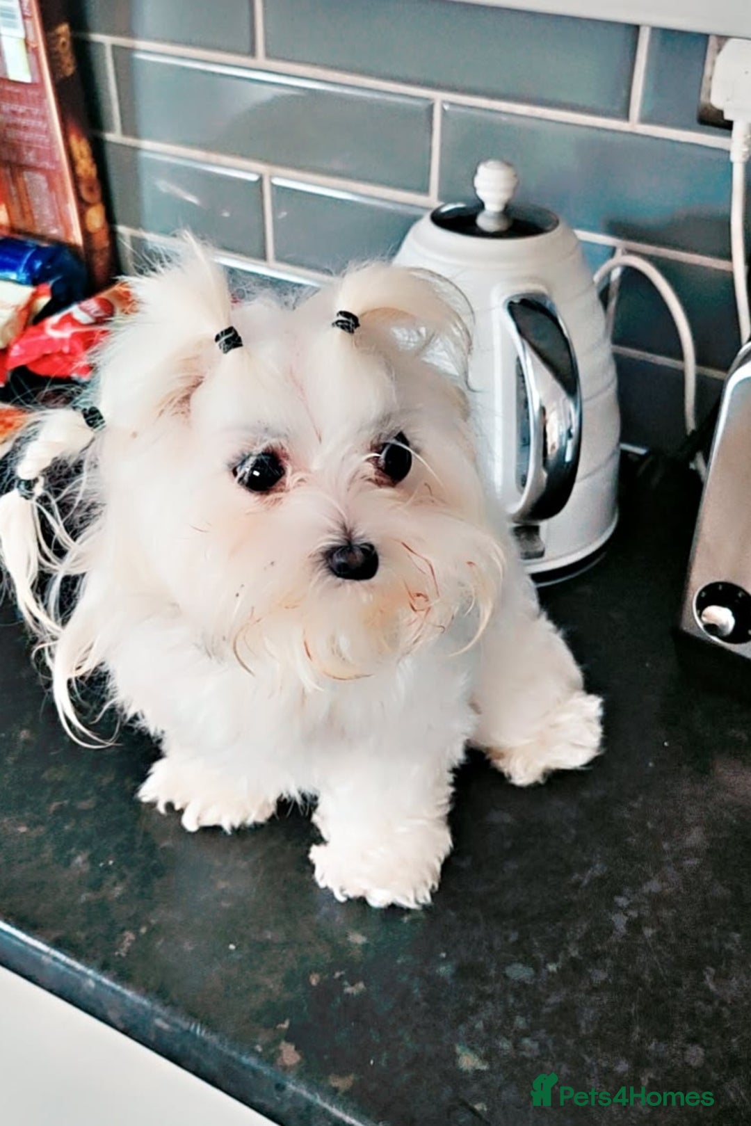 Maltese dogs for sale:  koreja meltis in Rotherham - Image 8