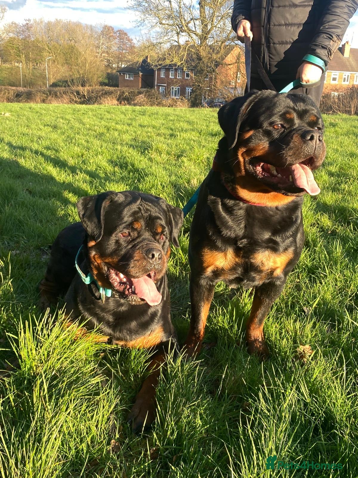 Rottweiler dogs Full pedigree KC registered ROTTWEILER  - Advert 1