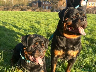 Rottweiler dogs Full pedigree KC registered ROTTWEILER - Advert 1