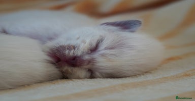 Ragdoll cats - Advert 11
