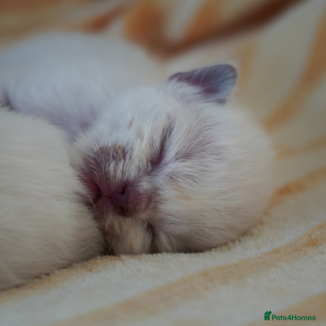Ragdoll cats for sale: From Our Hearts to Yours – Ragdoll Kittens 💕 - Image 2