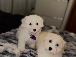 Bichon Frise dogs - Advert 1