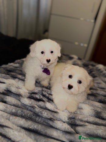 Bichon Frise dogs - Advert 2