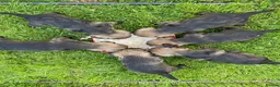 Border Terrier dogs for sale: Border terrier puppies in Llandrindod Wells - Advert 9