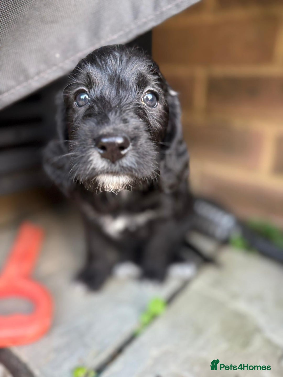 Mixed Breed dogs for sale: Bedlington cross cocker spaniel puppies  - Image 4