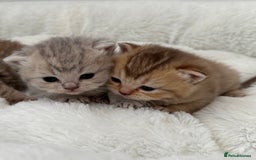 British Shorthair cats for sale: British shorthair kittens  - Image 18