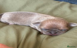 Chihuahua dogs for sale: 🩷 smooth coat chihuahua girls for you🩷  - Image 9