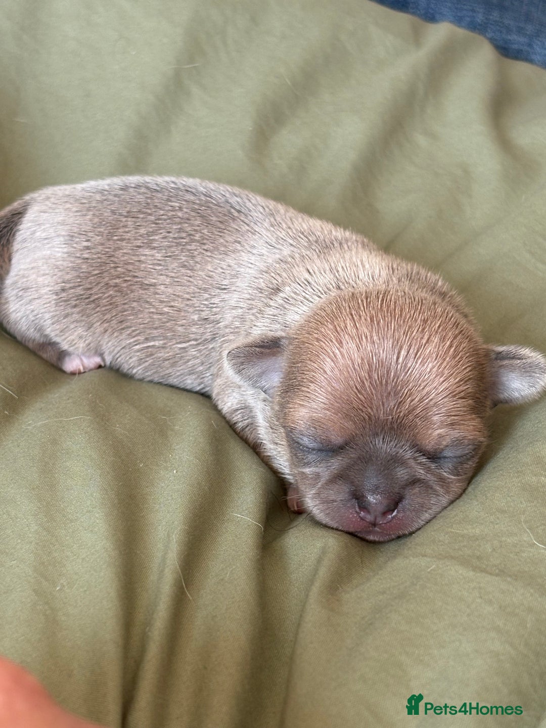 Chihuahua dogs for sale: 🩷 smooth coat chihuahua girls for you🩷  - Image 9