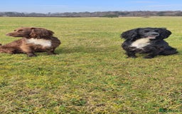 Sprocker dogs for sale: Beautiful Sprocker Spaniel pups - Image 8