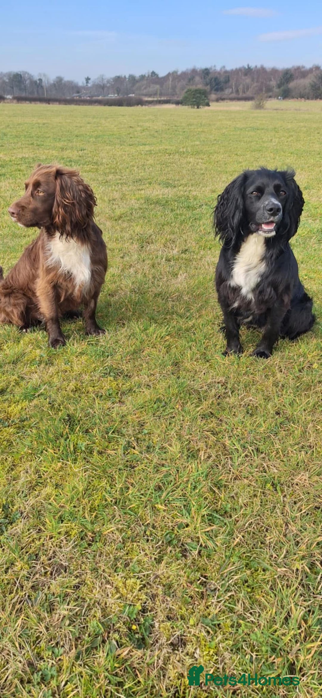 Sprocker dogs for sale: Beautiful Sprocker Spaniel pups - Image 8