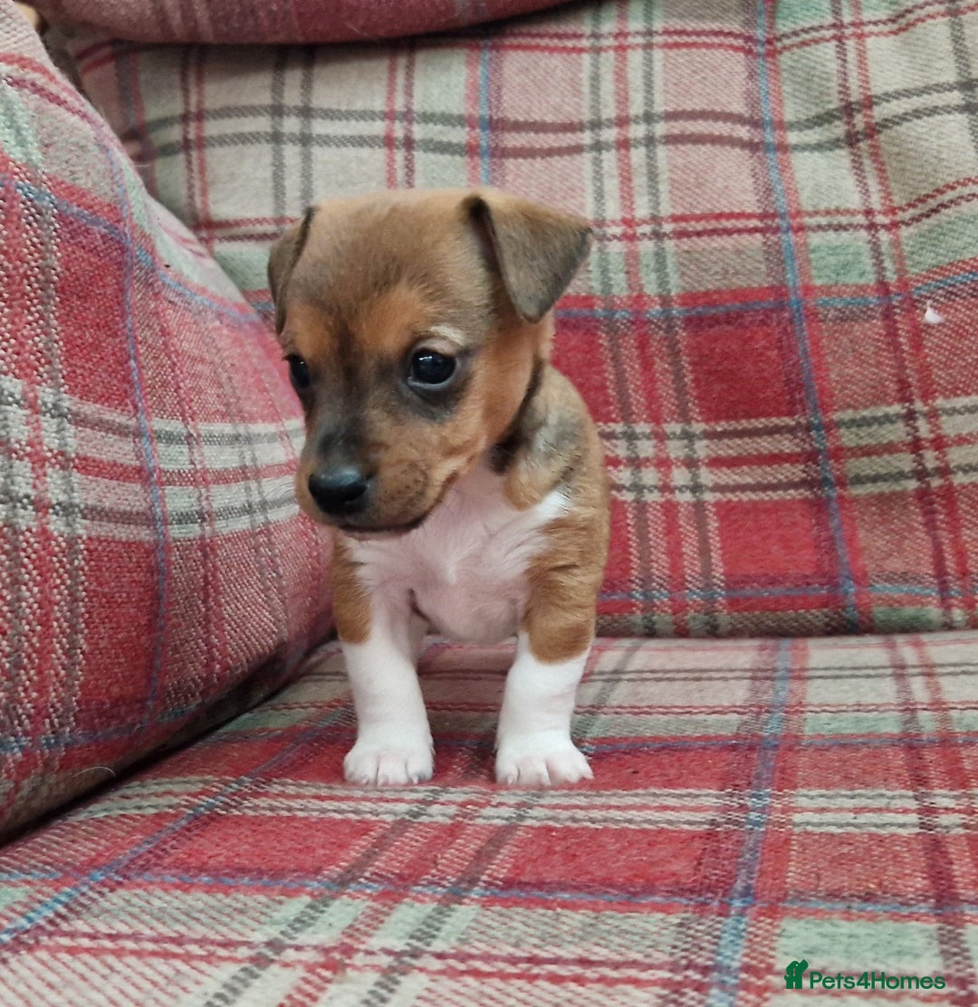 Jack Russell dogs for sale: Traditional Jack Russell Pups DNA Health Tested  - Image 5