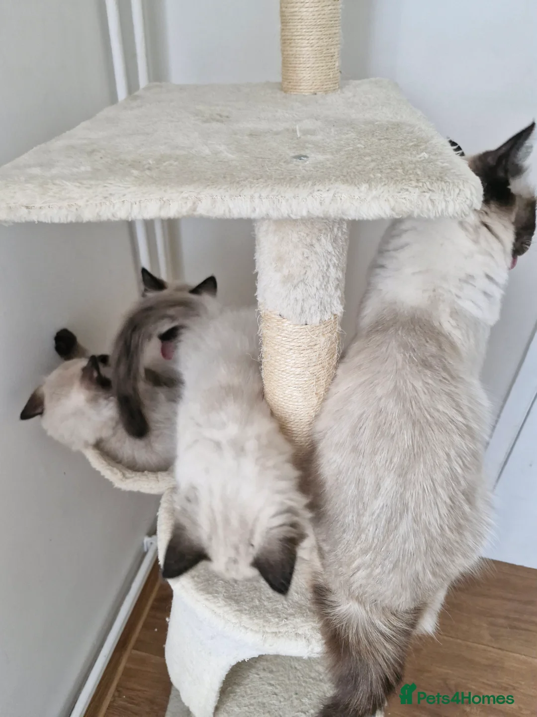 Ragdoll cats for sale: 3 Beautiful Ragdoll Kittens for Sale 🐾 - Advert 3