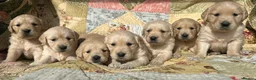 Golden Retriever dogs for sale: Golden Retriever Puppies Ready 13 April in Llandysul - Advert 8