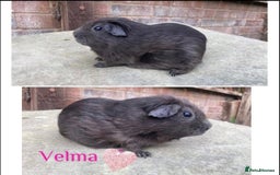 Guinea Pig rodents for sale: Pedigree Lunkarya/blue skinnypig carrier in Rotherham - Image 2