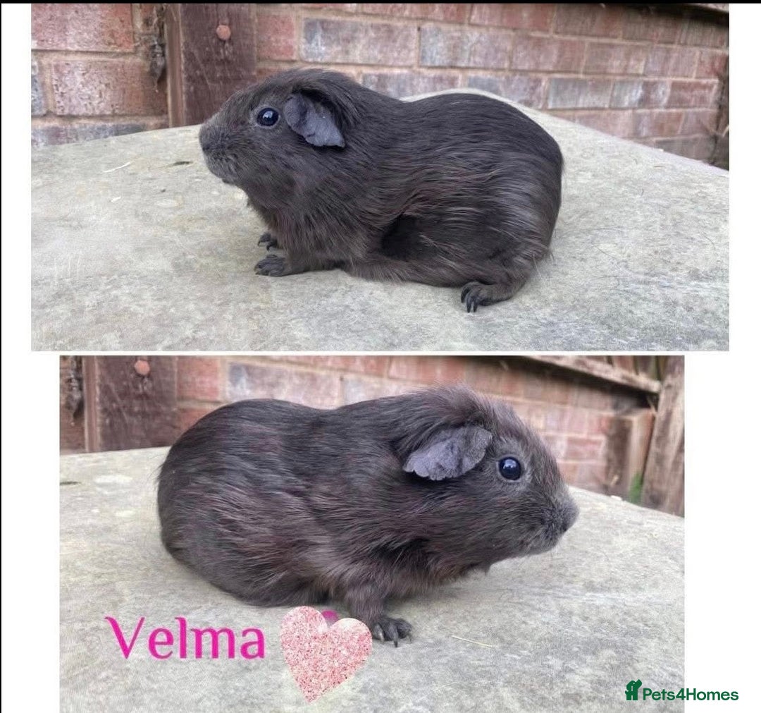 Guinea Pig rodents for sale: Pedigree Lunkarya/blue skinnypig carrier in Rotherham - Image 2