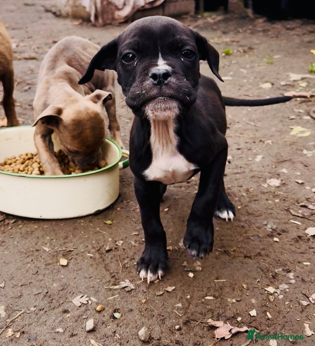 Mixed Breed dogs for sale: Reduce and ready to leave staff x bulldog 3 males - Image 2