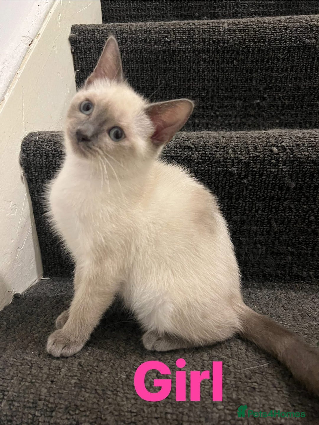 Ragdoll cats for sale: Adorable kittens Ragdoll for sale  - Image 13