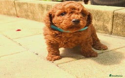 Toy Poodle dogs for sale: PURE Tiny toy poodles- hypoallergenic 3 available - Image 3