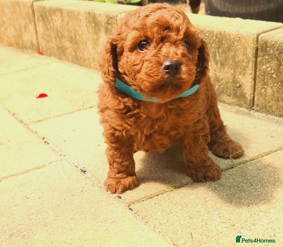 Toy Poodle dogs for sale: PURE Tiny toy poodles- hypoallergenic 3 available - Image 3