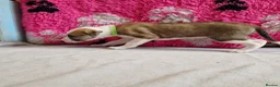 Lurcher dogs for sale: Lurcher pups - Advert 5