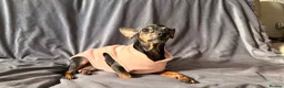 Russian Toy Terrier dogs for sale: Russian Toy Terrier - Advert 28