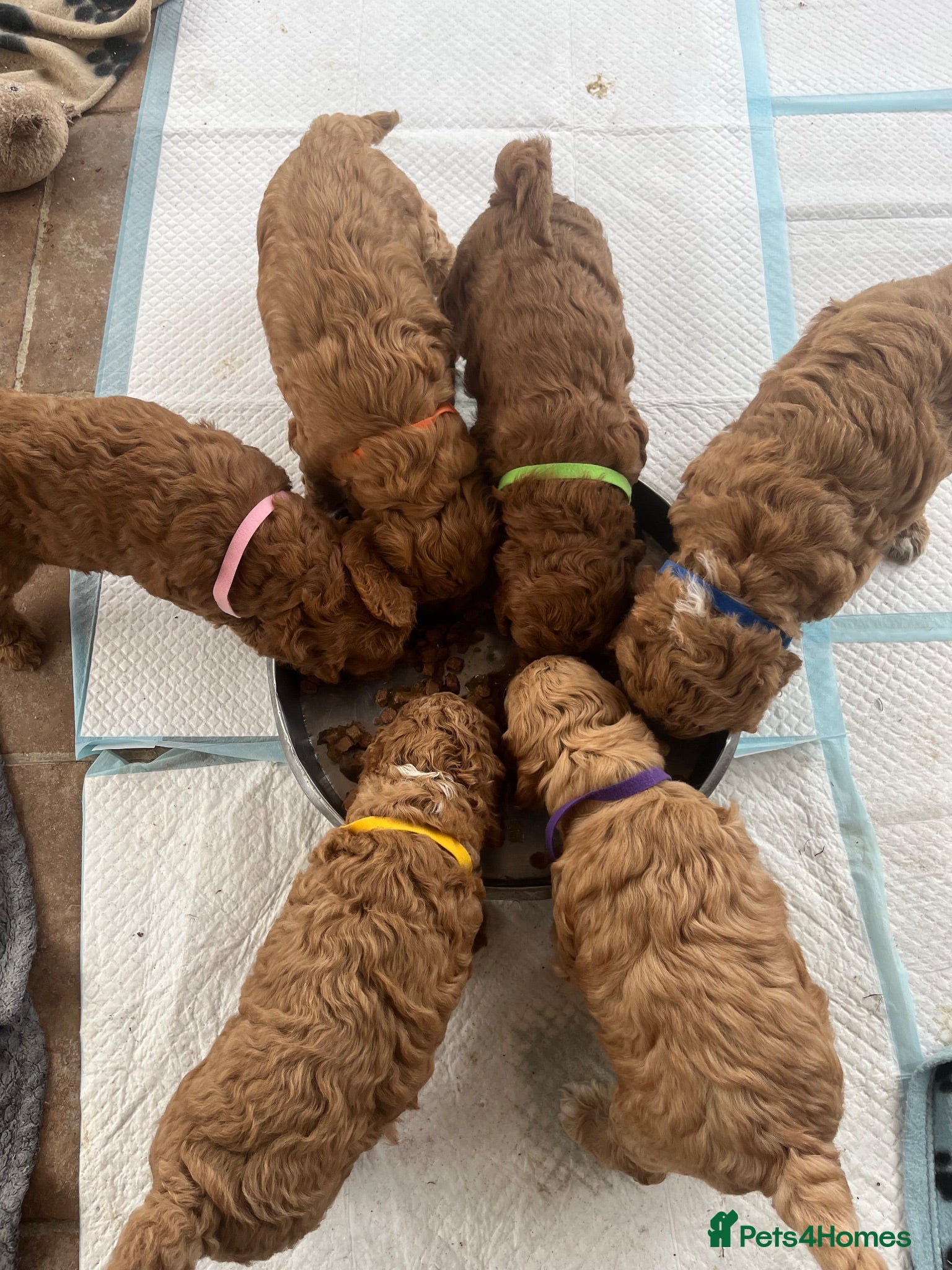 Cockapoo dogs Cockapoo puppies  - Advert 4