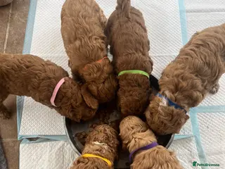 Cockapoo dogs Cockapoo puppies - Advert 4