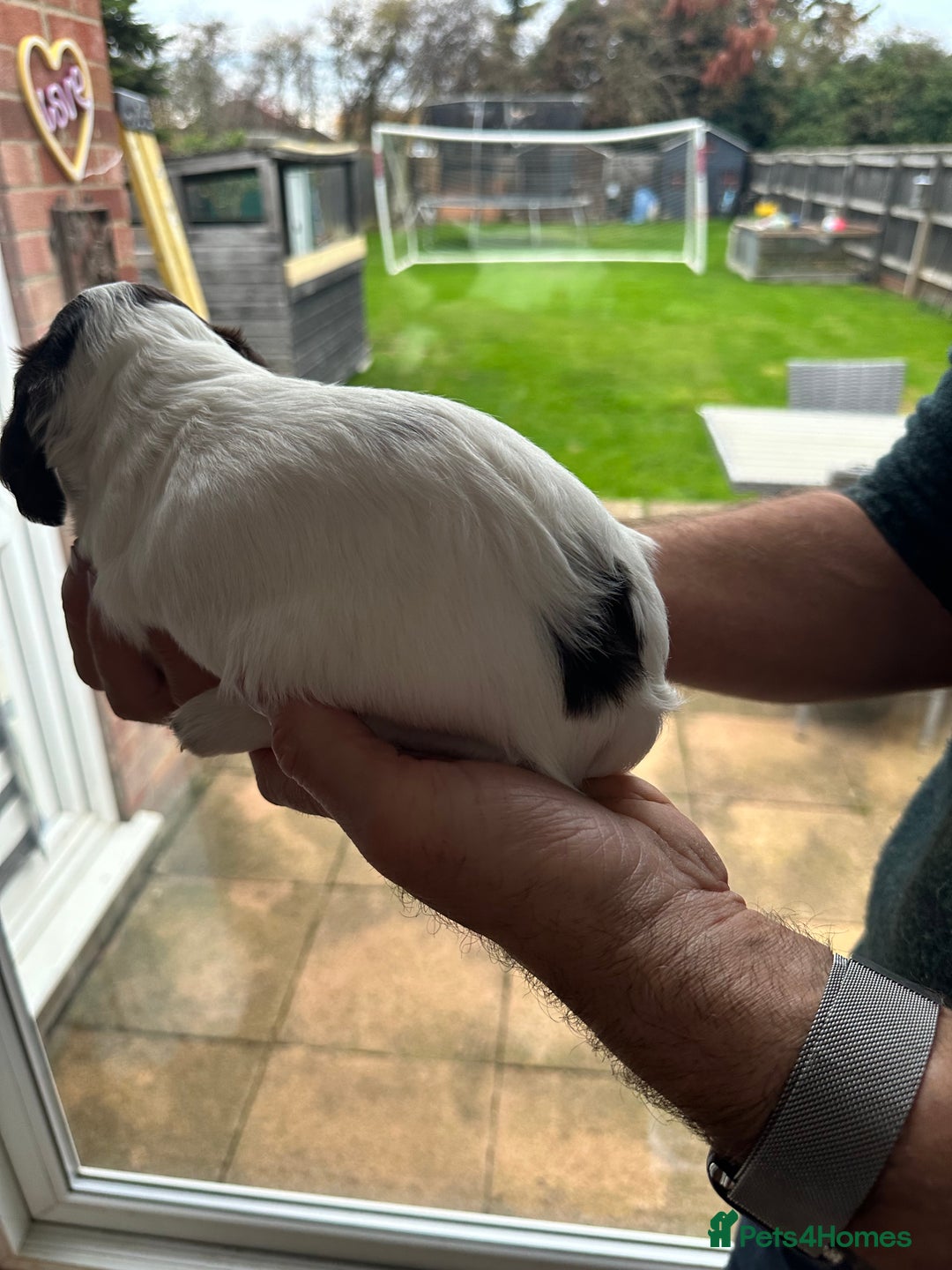 Cocker Spaniel dogs for sale: Beautiful litter of KC working cocker spaniels - Image 6