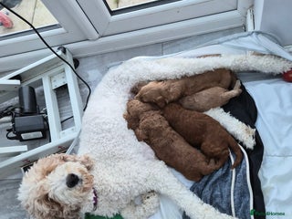 Labradoodle dogs Gorgeous Red Labradoodles- F3B - Advert 1