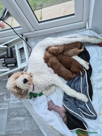 Labradoodle dogs Gorgeous Red Labradoodles- F3B - Advert 3