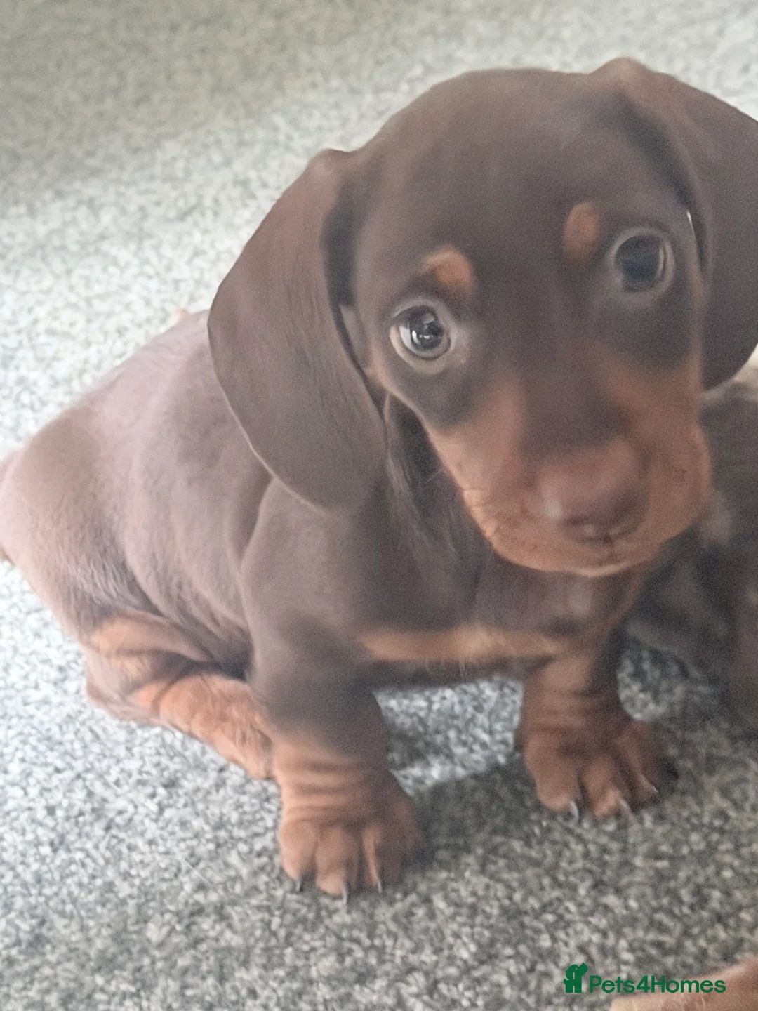 Miniature Dachshund dogs for sale: Exceptional KC Registered Miniature Dachshund Boys - Advert 15