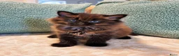 Maine Coon cats for sale: Beautiful Maine Coon Kittens  - Advert 2