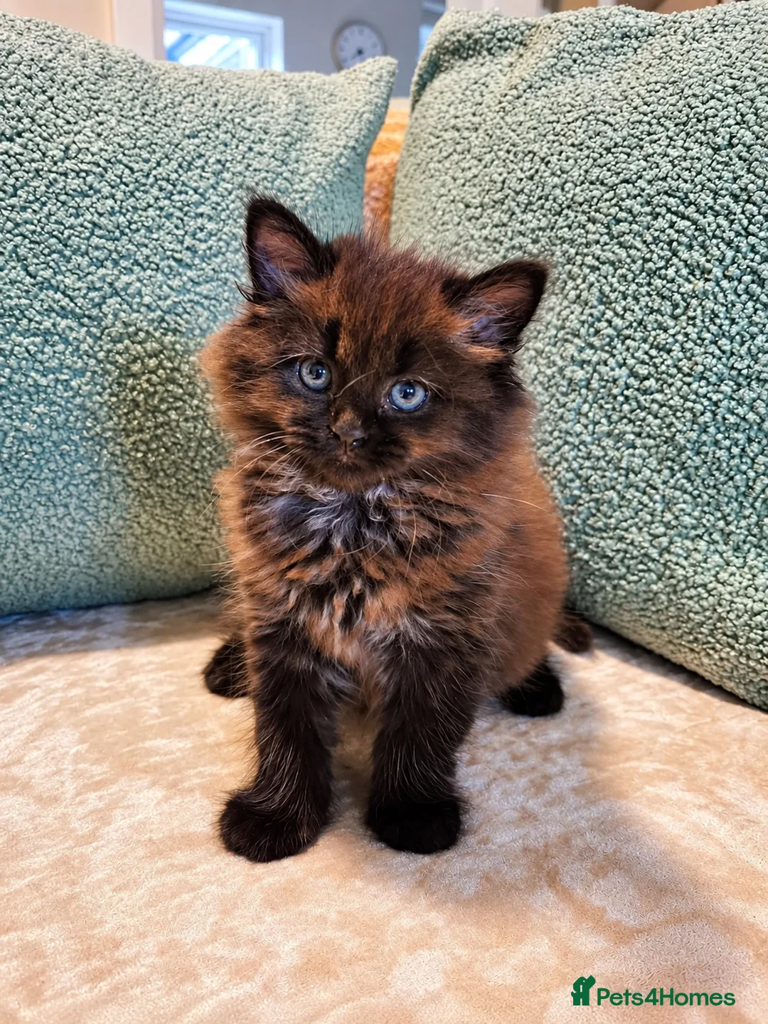 Maine Coon cats for sale: Beautiful Maine Coon Kittens  - Advert 2