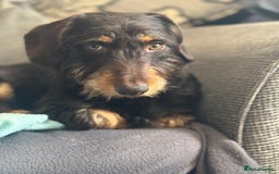 Mixed Breed dogs for sale: Adorable frenchie mix - Image 12