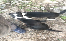 Mixed Breed dogs for sale: 2 female puppies for sale  - Advert 2