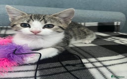 Mixed Breed cats for sale: Bengal x British long hair kittens  - Image 14