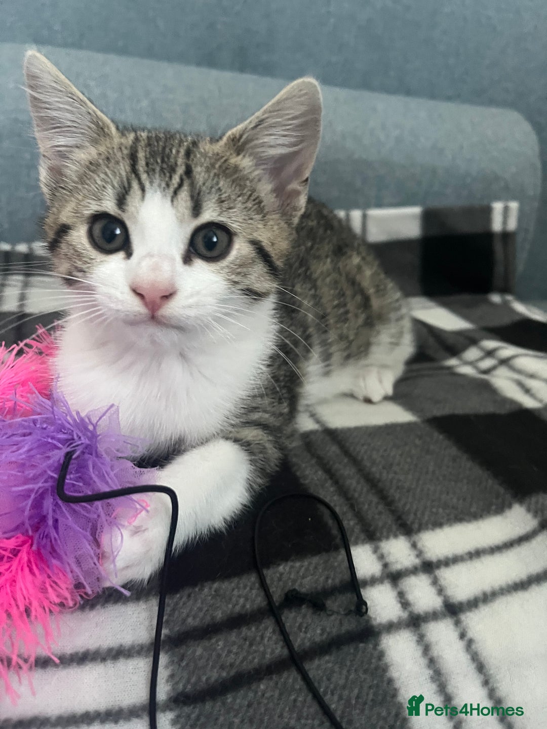 Mixed Breed cats for sale: Bengal x British long hair kittens  - Image 14