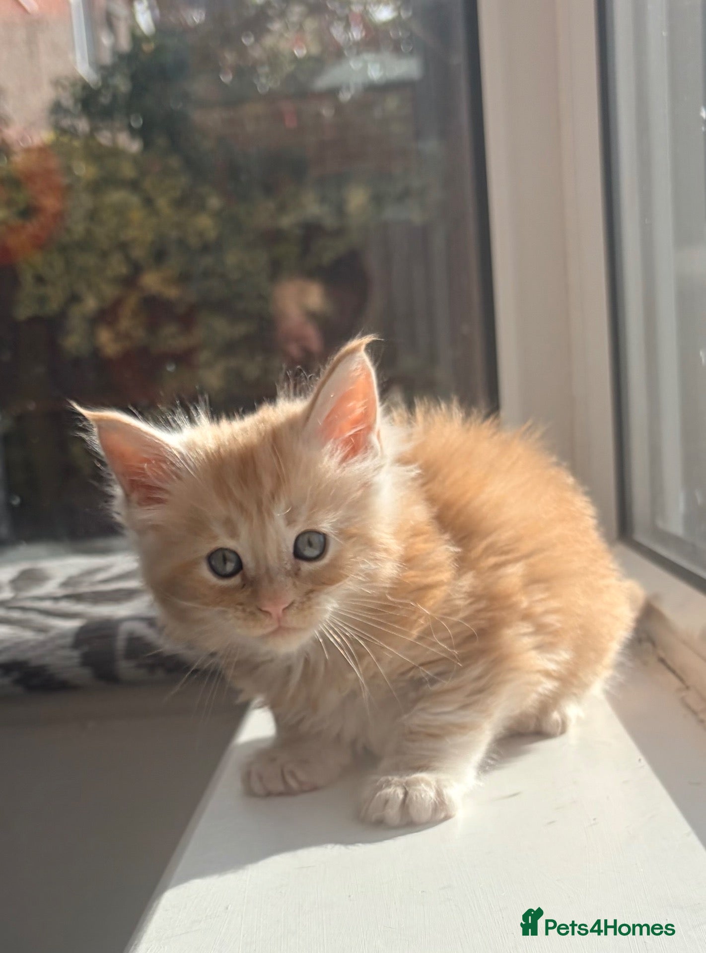 Maine Coon cats Maine coon babies ready to reserve - last 1 left - Advert 15