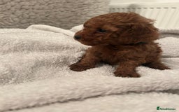 Toy Poodle dogs for sale: Stunning Fox Red Toy Poodles - Image 33