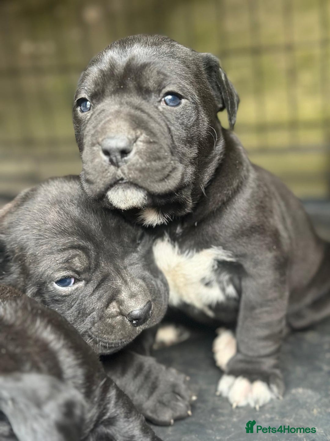 Cane Corso dogs for sale:  CANE CORSO Family Guardians  Loyal friends - Advert 8
